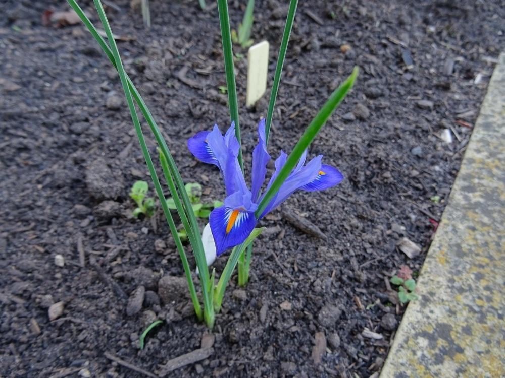 Photo of Reticulated Iris (Iris reticulata 'Edward') uploaded by Totally_Amazing