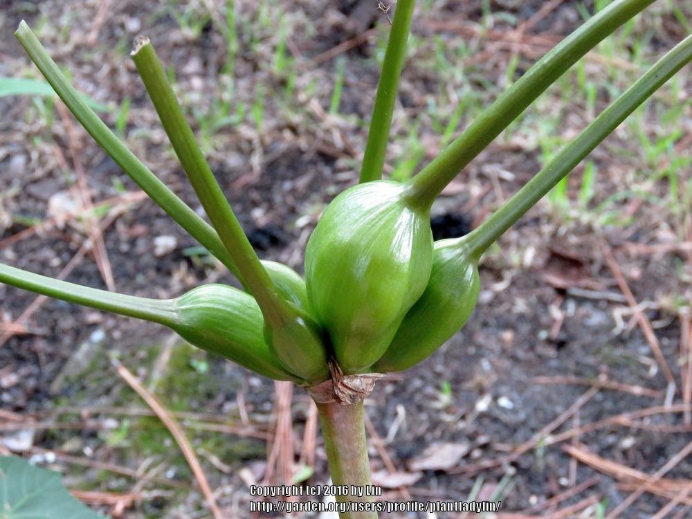 Photo of Crinum Lily (Crinum americanum) uploaded by plantladylin
