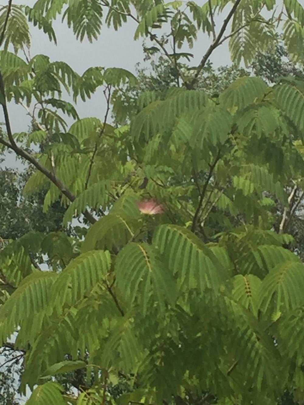 Photo of Mimosa Tree (Albizia julibrissin) uploaded by SpringGreenThumb