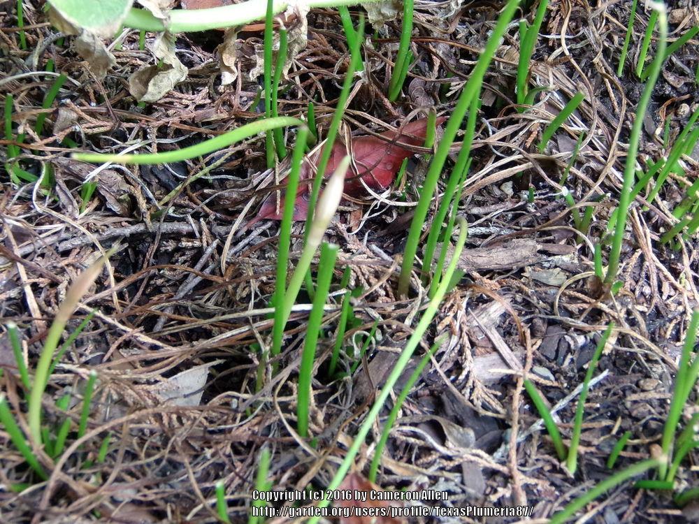 Photo of Rain Lily (Zephyranthes candida) uploaded by TexasPlumeria87