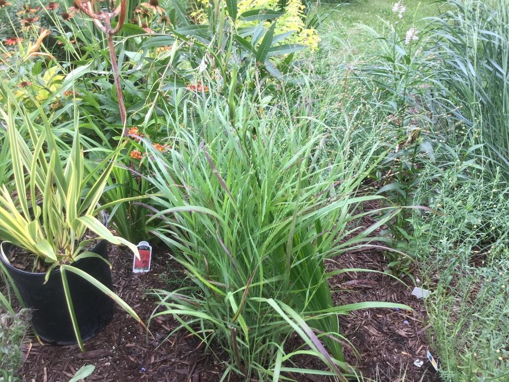 Photo of Switch Grass (Panicum virgatum 'Shenandoah') uploaded by DebbieC