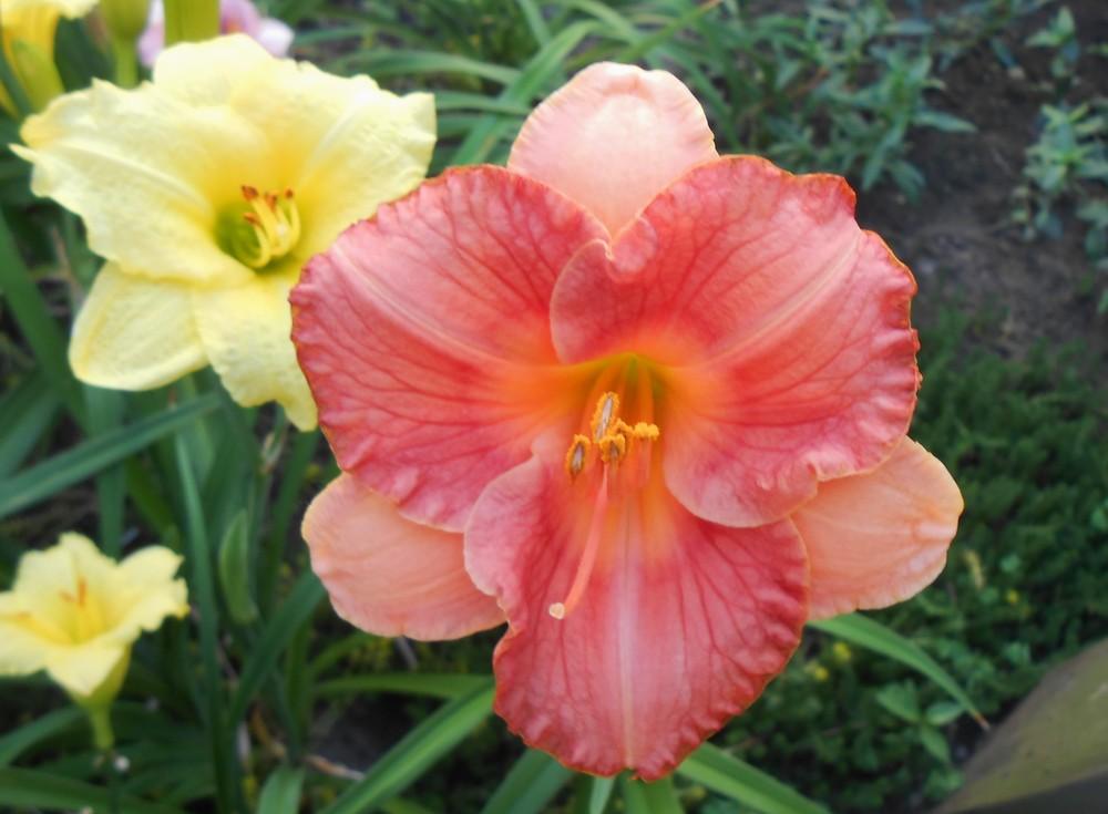 Photo of Daylily (Hemerocallis 'Lillian's Tears and Roses') uploaded by LilySue