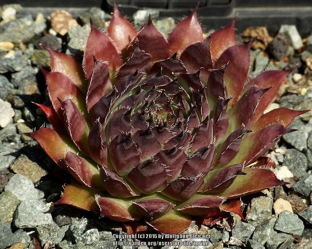 Photo of Hen and Chicks (Sempervivum 'Nachtmelodie') uploaded by turini