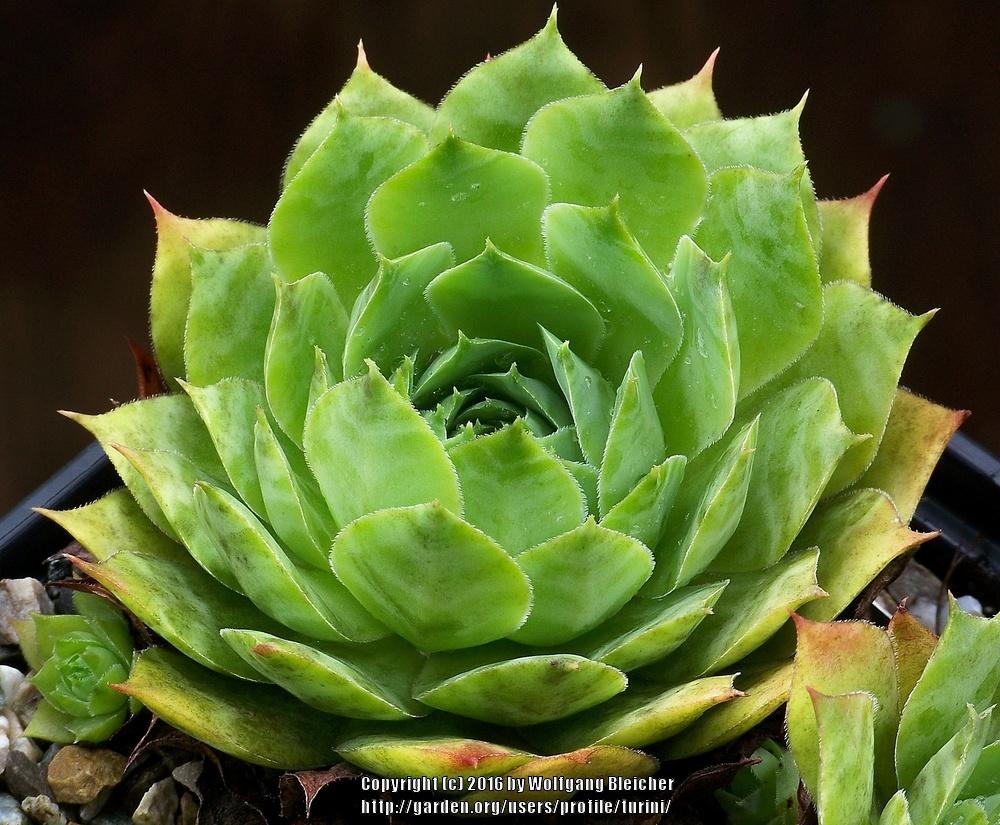 Photo of Hen and chicks (Sempervivum 'Vieux Green') uploaded by turini