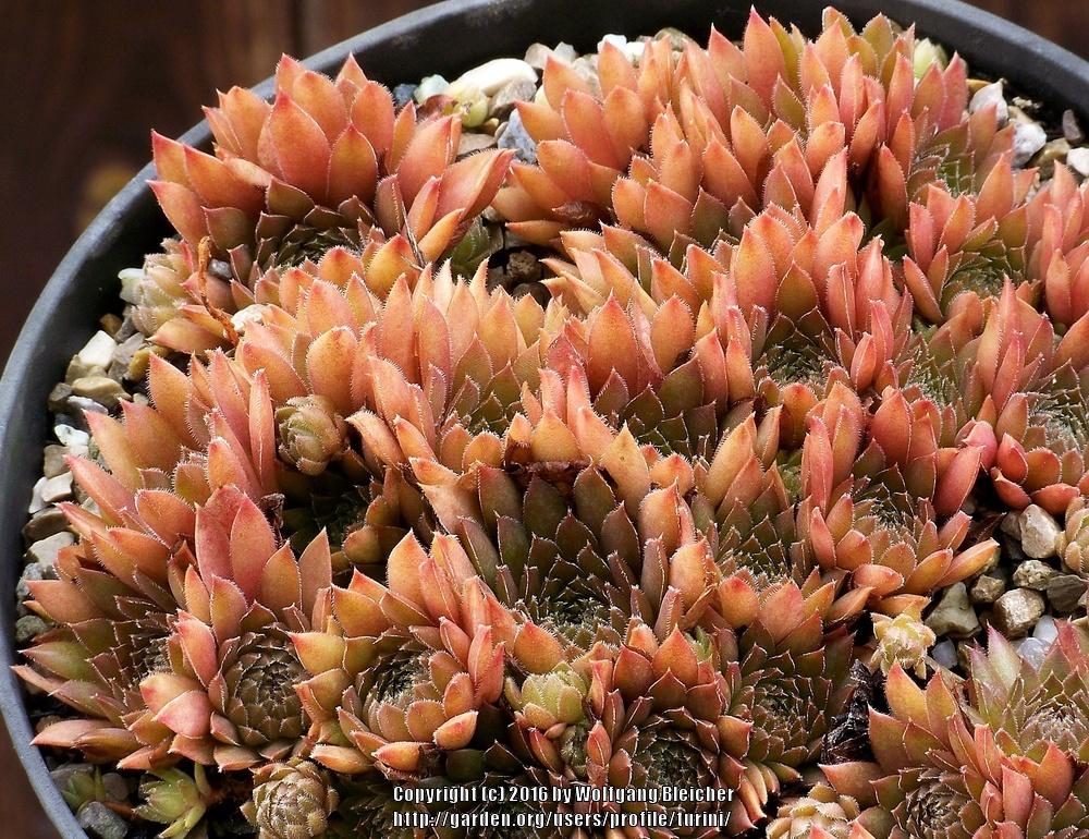 Photo of Hen and Chicks (Sempervivum 'Sonja') uploaded by turini