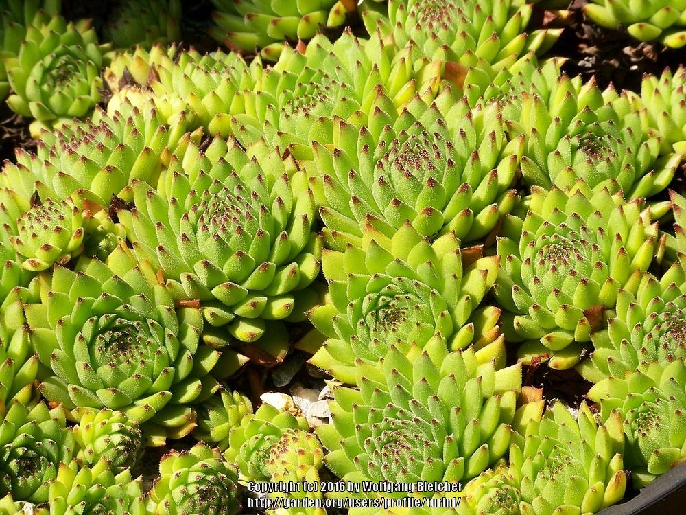 Photo of Hen and Chicks (Sempervivum 'Peppermint Petty') uploaded by turini