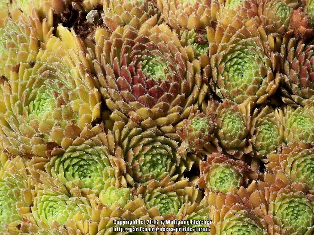 Photo of Hen and Chicks (Sempervivum 'Maigret') uploaded by turini