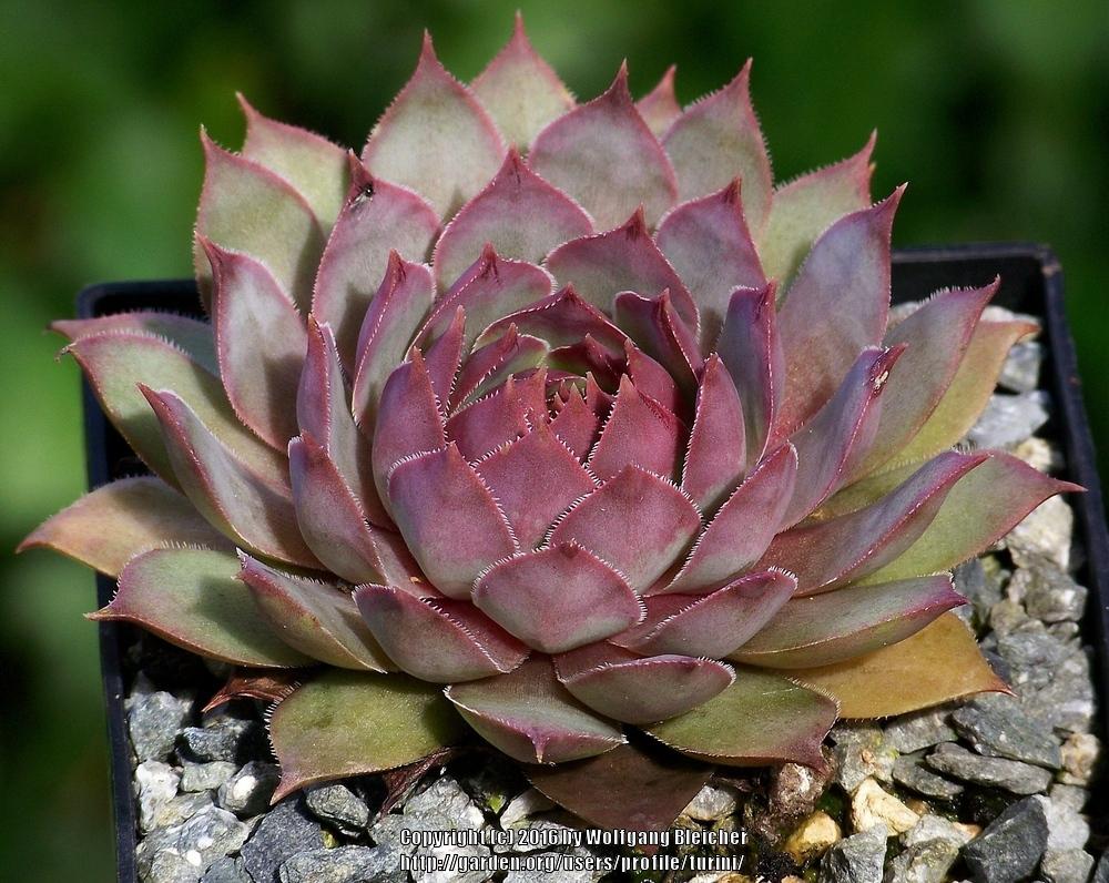 Photo of Hen and Chicks (Sempervivum 'Wok') uploaded by turini