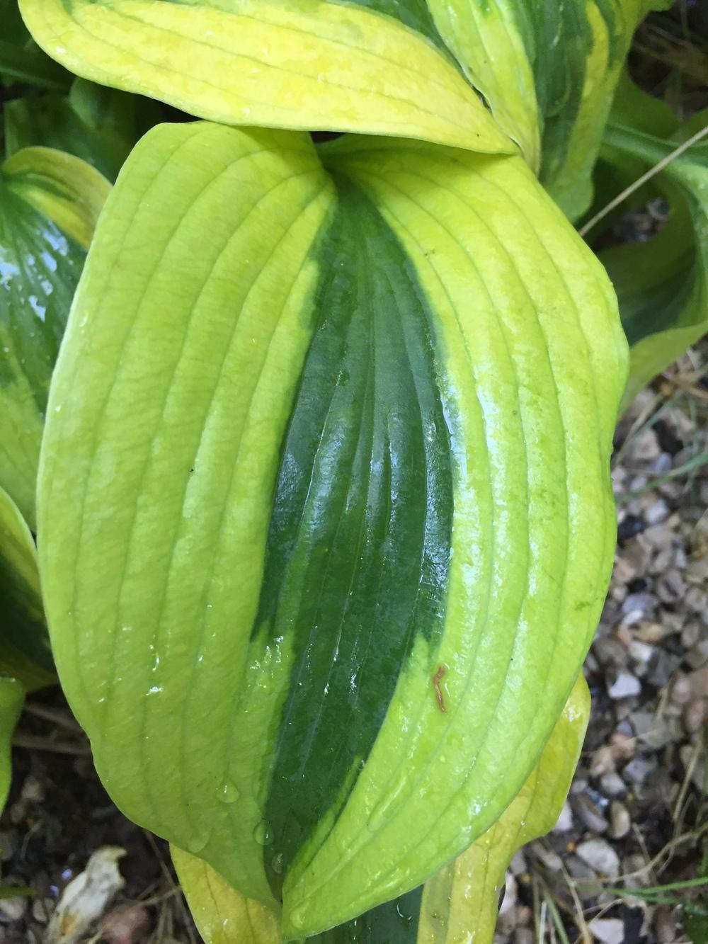 Photo of Hosta 'Goodness Gracious' uploaded by SpringGreenThumb