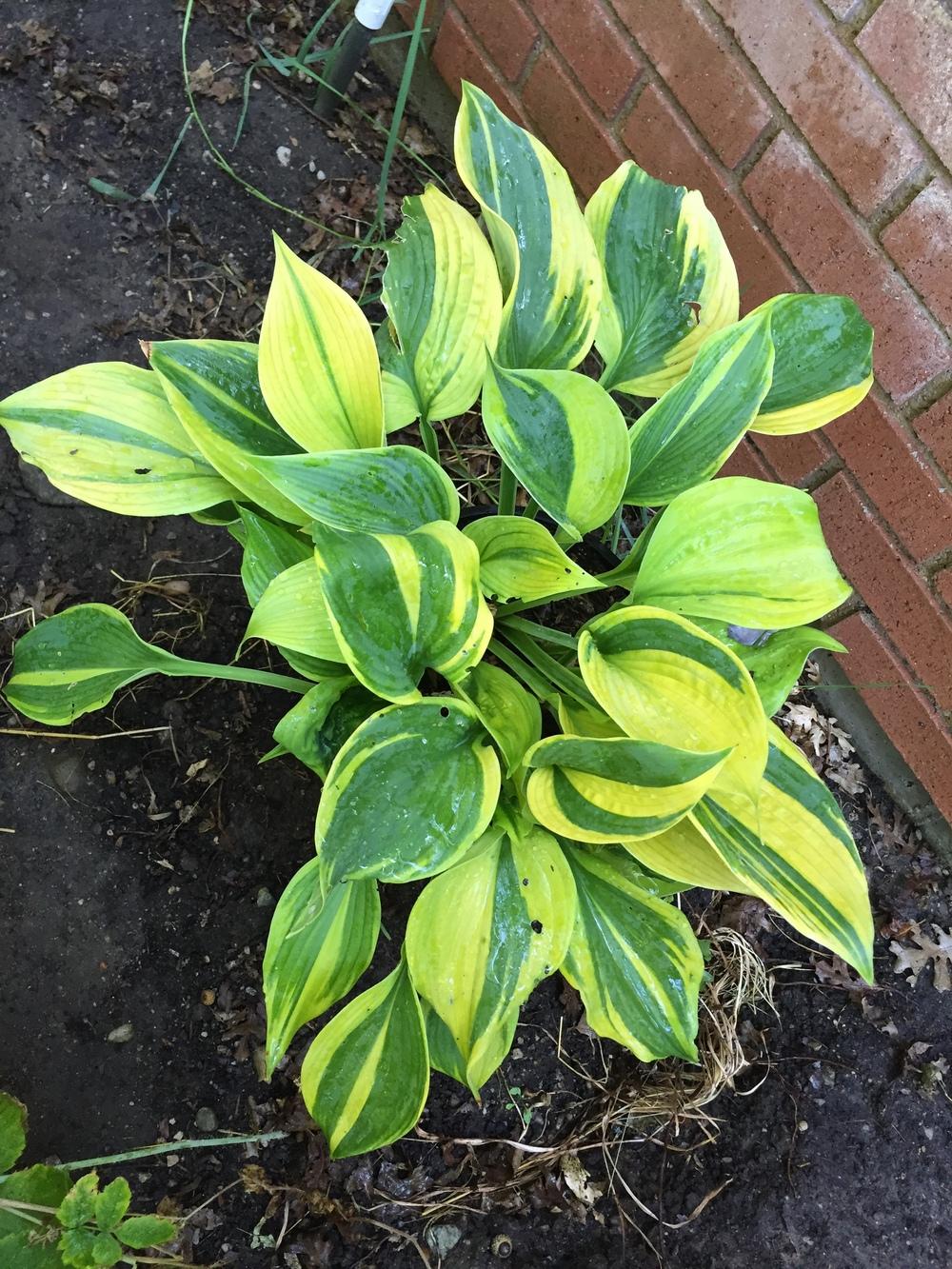 Photo of Hosta 'Jewel of the Nile' uploaded by SpringGreenThumb