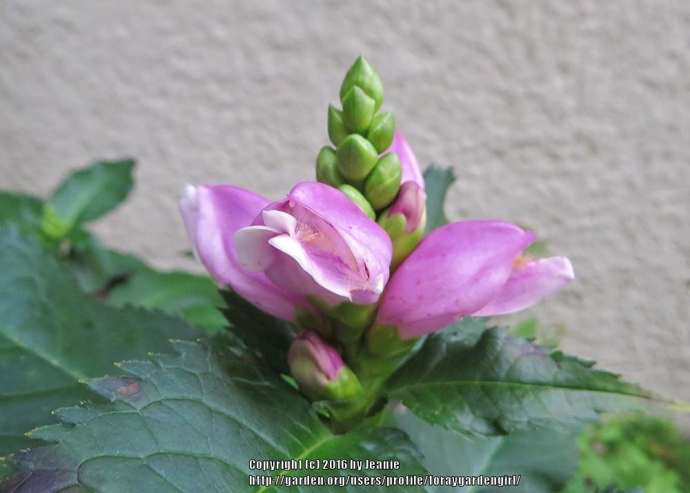 Photo of Pink Turtlehead (Chelone lyonii 'Hot Lips') uploaded by foraygardengirl