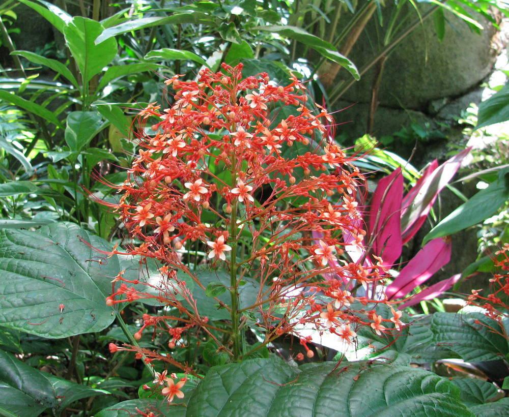Photo of Pagoda Flower (Clerodendrum paniculatum) uploaded by jmorth