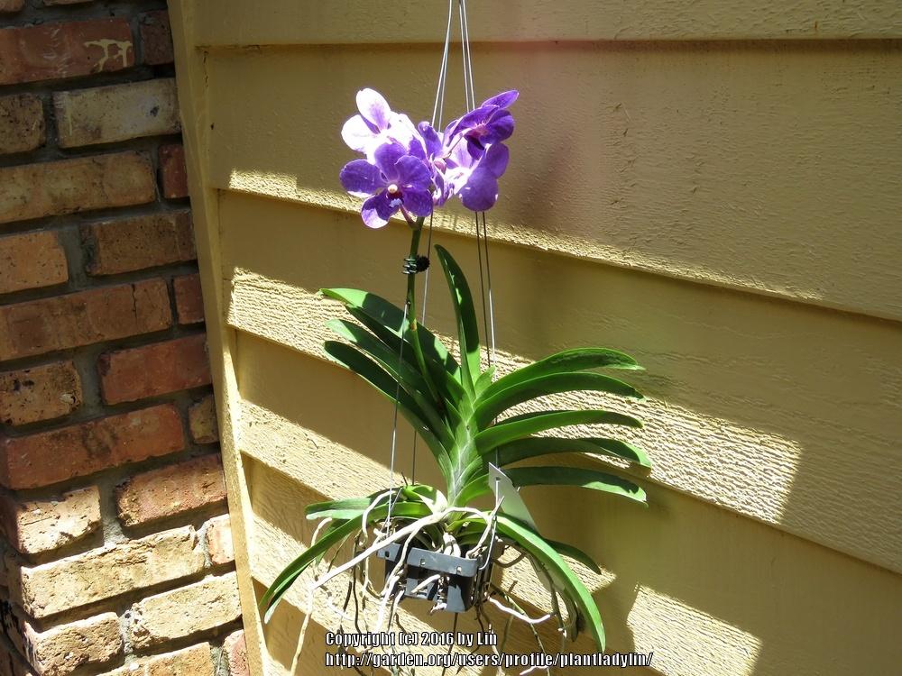 Photo of Orchid (Vanda Pachara Delight) uploaded by plantladylin