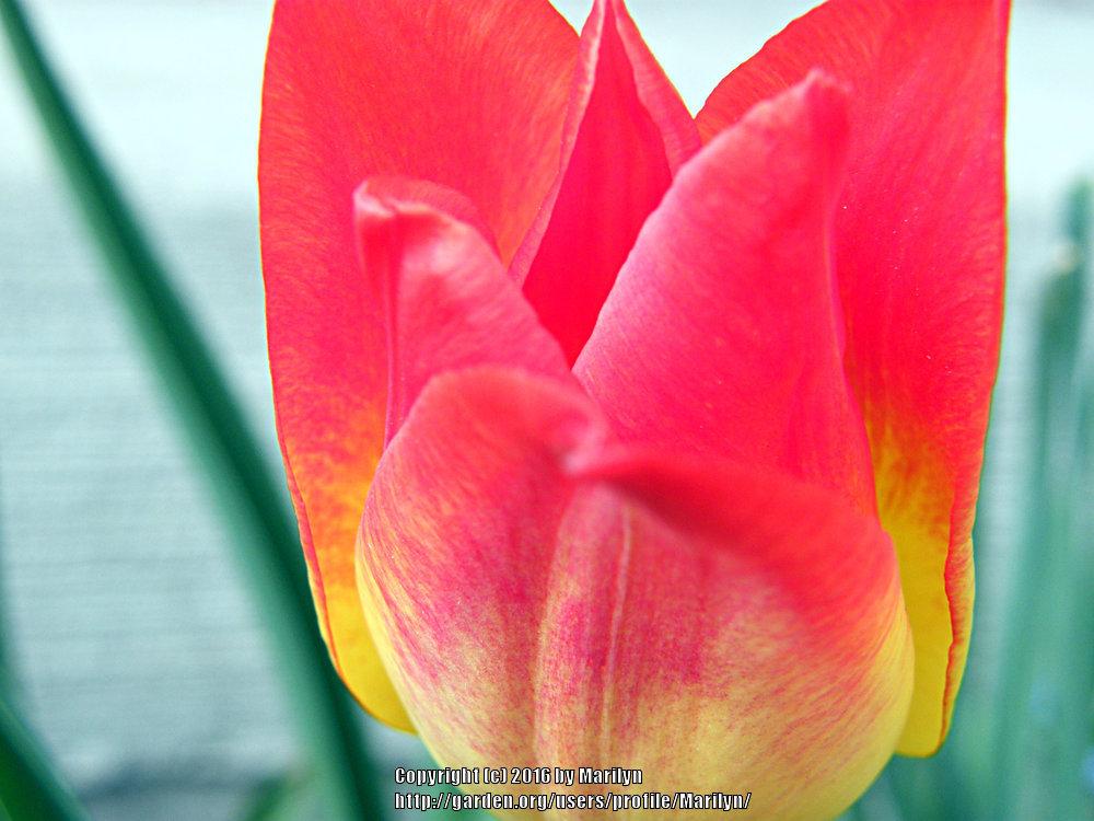 Photo of Triumph Tulip (Tulipa 'Aperitif') uploaded by Marilyn