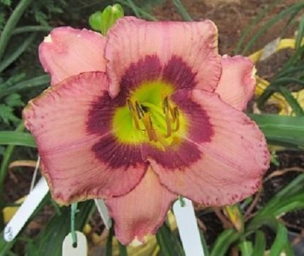 Photo of Daylily (Hemerocallis 'Always Afternoon') uploaded by Sscape