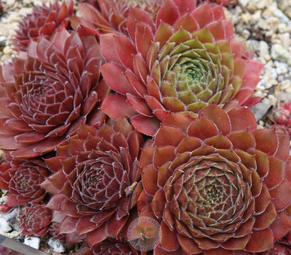 Photo of Hen and Chicks (Sempervivum 'Cold Fire') uploaded by springcolor