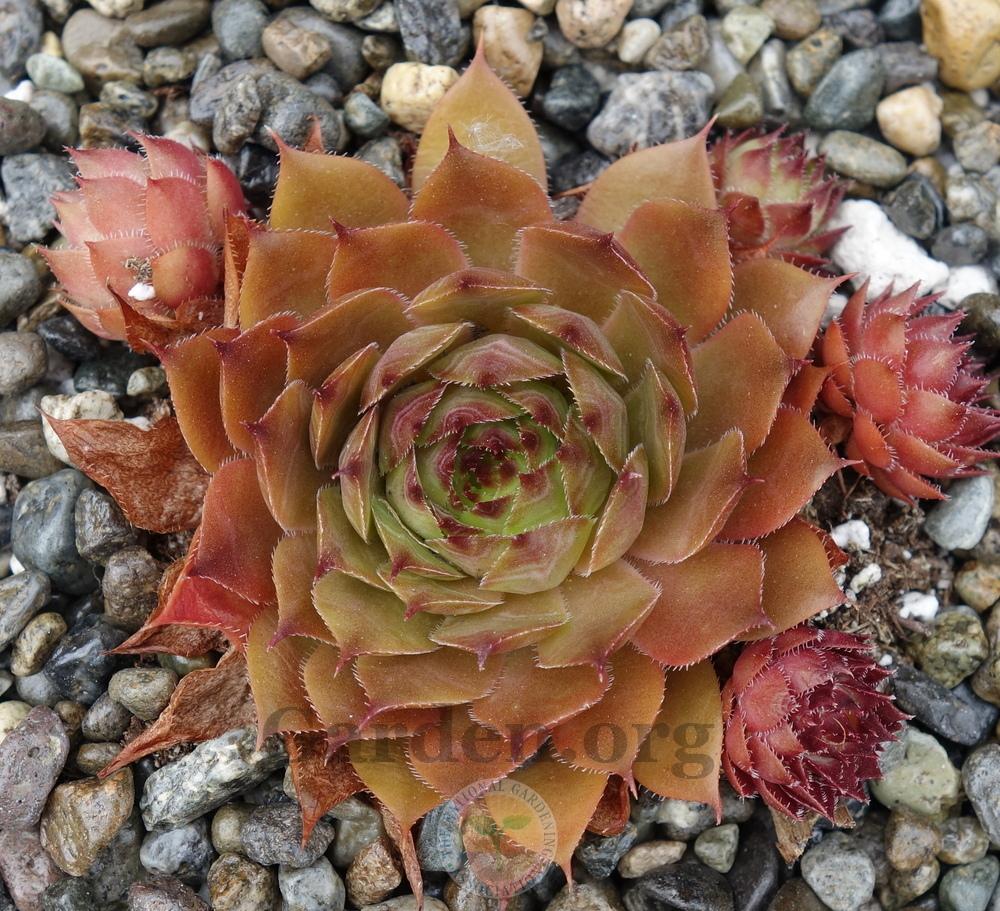 Photo of Hen and Chick (Sempervivum 'Positively Glowing') uploaded by springcolor