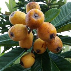 Location: My garden
Date: 2015-04-01
We have two Loquat trees because we need shade and we enjoy the s
