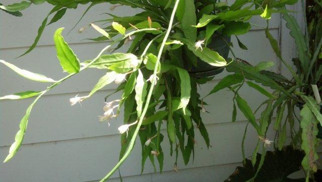 Photo of Epiphyllum (Epiphyllum pumilum) uploaded by LarryC