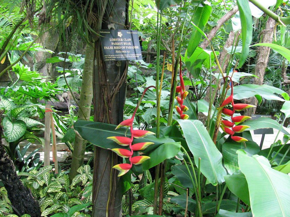 Photo of Heliconia uploaded by jmorth
