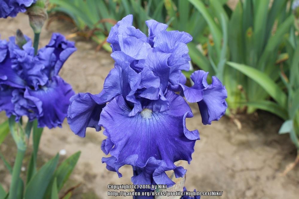 Photo of Tall Bearded Iris (Iris 'Adriatic Waves') uploaded by HighdesertNiki