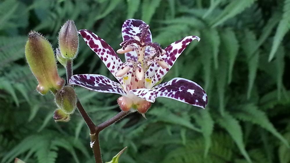 Photo of Empress Toad Lily (Tricyrtis 'Empress') uploaded by MissMew