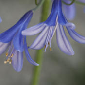 Deep purple buds open to blue flowers, hardy