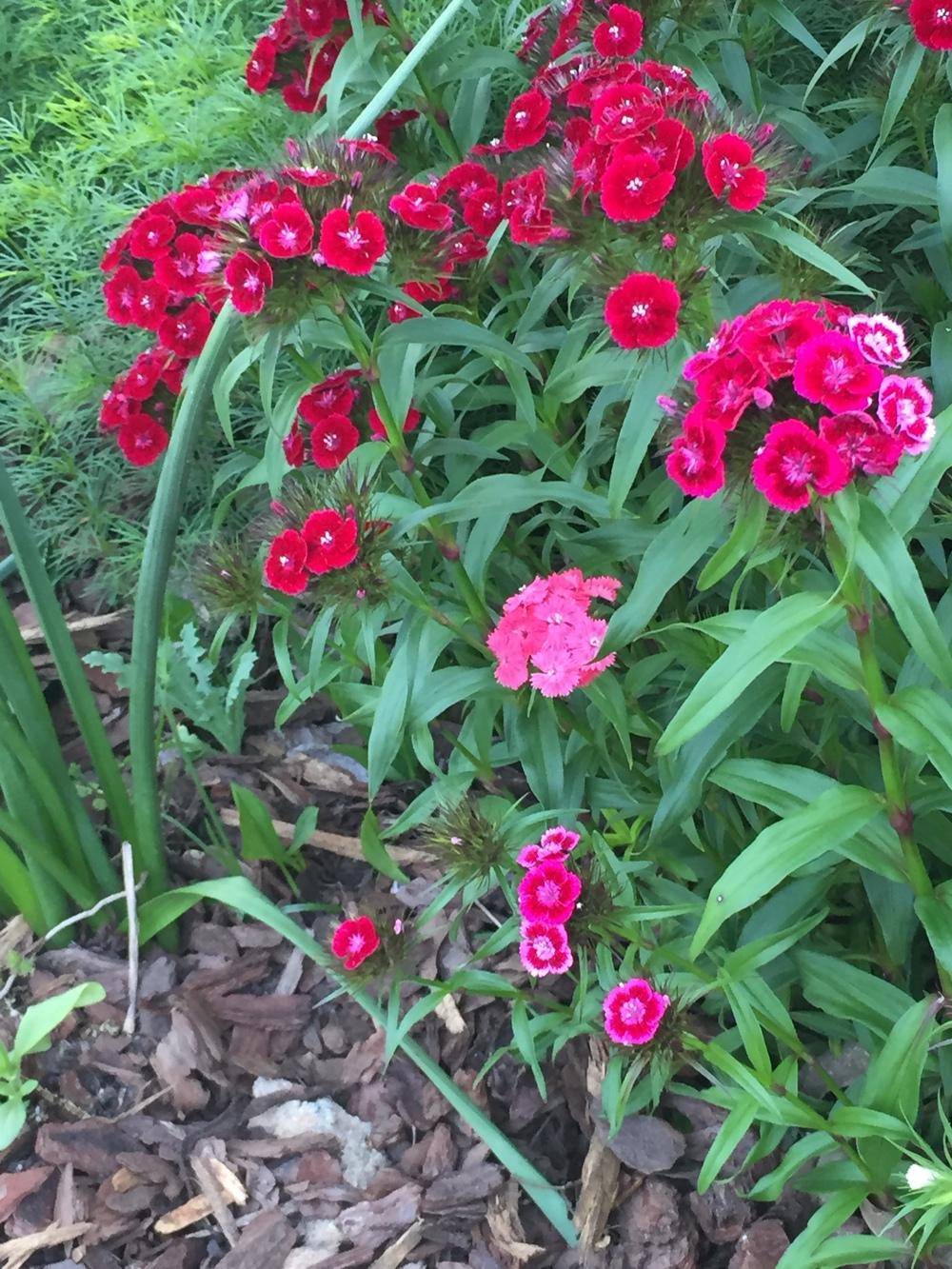 Photo of Sweet William (Dianthus barbatus) uploaded by SCButtercup