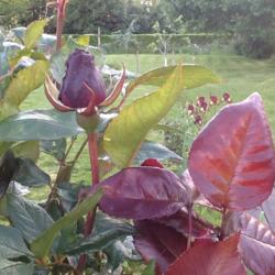 Location: Chuelles, France
Date: 2013-06-02
New leaves are a lovely deep red on this repeat bloomer