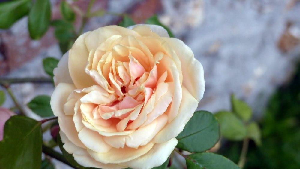 Photo of Rose (Rosa 'Bouquet d'Or') uploaded by mbotanas