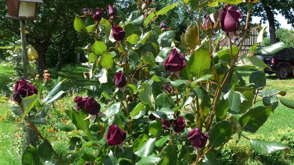 Photo of Rose (Rosa 'Black Baccara') uploaded by mbotanas