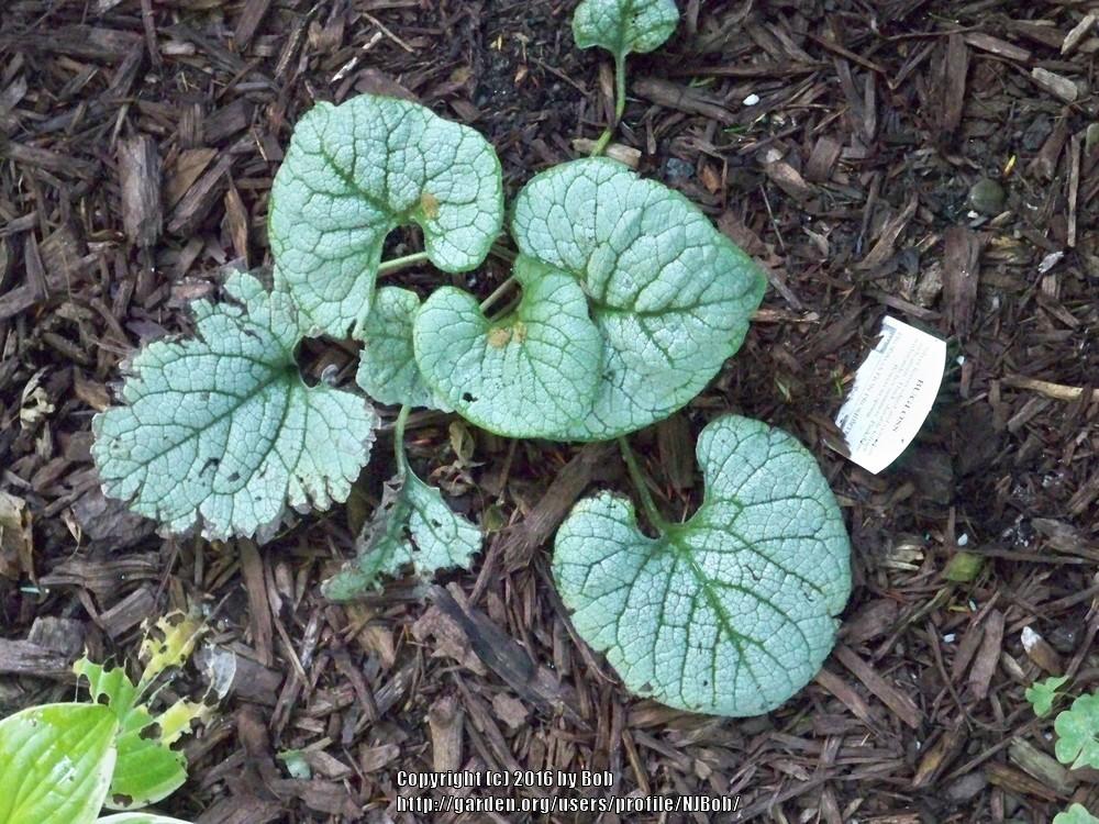 Photo of Siberian Bugloss (Brunnera macrophylla Garden Candy™ Sea Heart) uploaded by NJBob