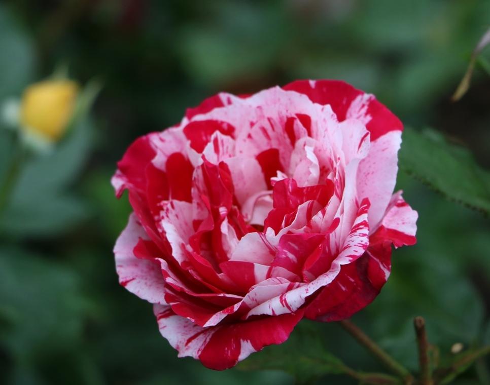 Photo of Rose (Rosa 'Scentimental') uploaded by skylark