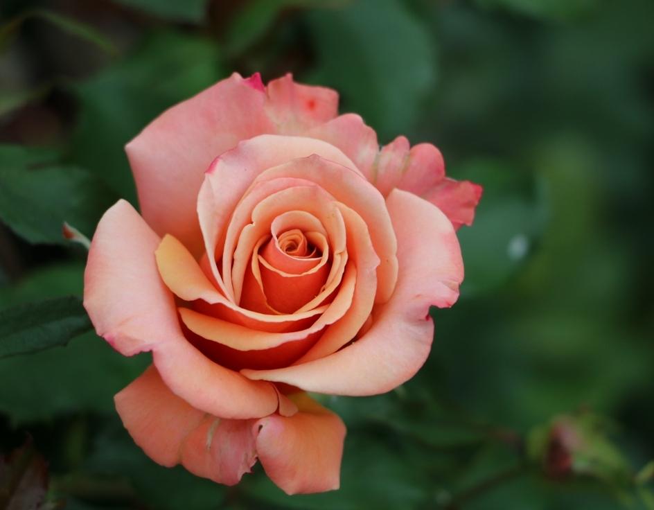Photo of Floribunda Rose (Rosa 'Singin' in the Rain') uploaded by skylark