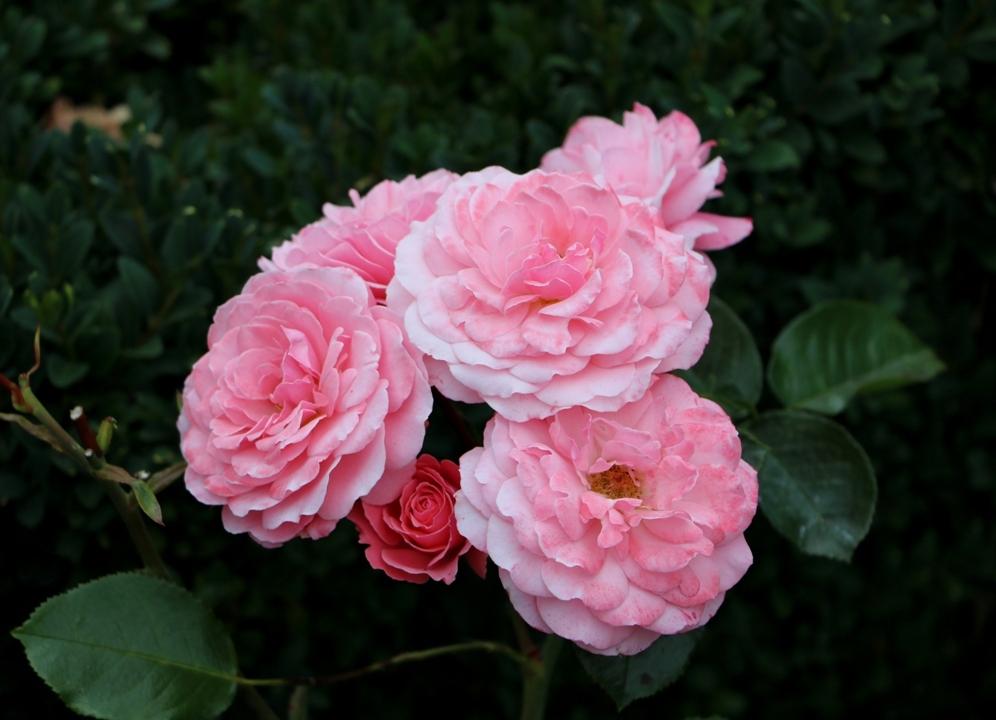 Photo of Rose (Rosa 'Sexy Rexy') uploaded by skylark