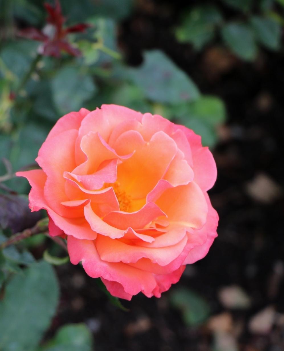 Photo of Rose (Rosa 'Tuscan Sun') uploaded by skylark