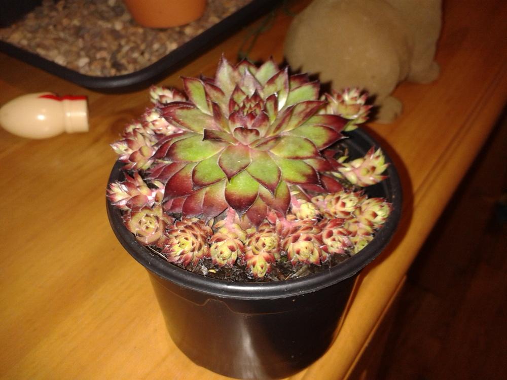Photo of Hen and chicks (Sempervivum 'Noir') uploaded by syzone8aUK