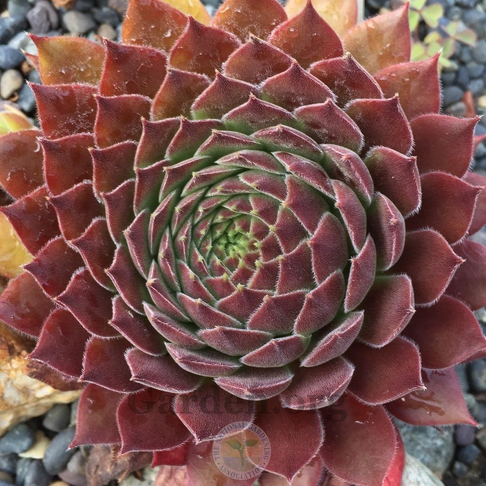 Photo of Hen and Chicks (Sempervivum 'Pacific Sexy') uploaded by Patty