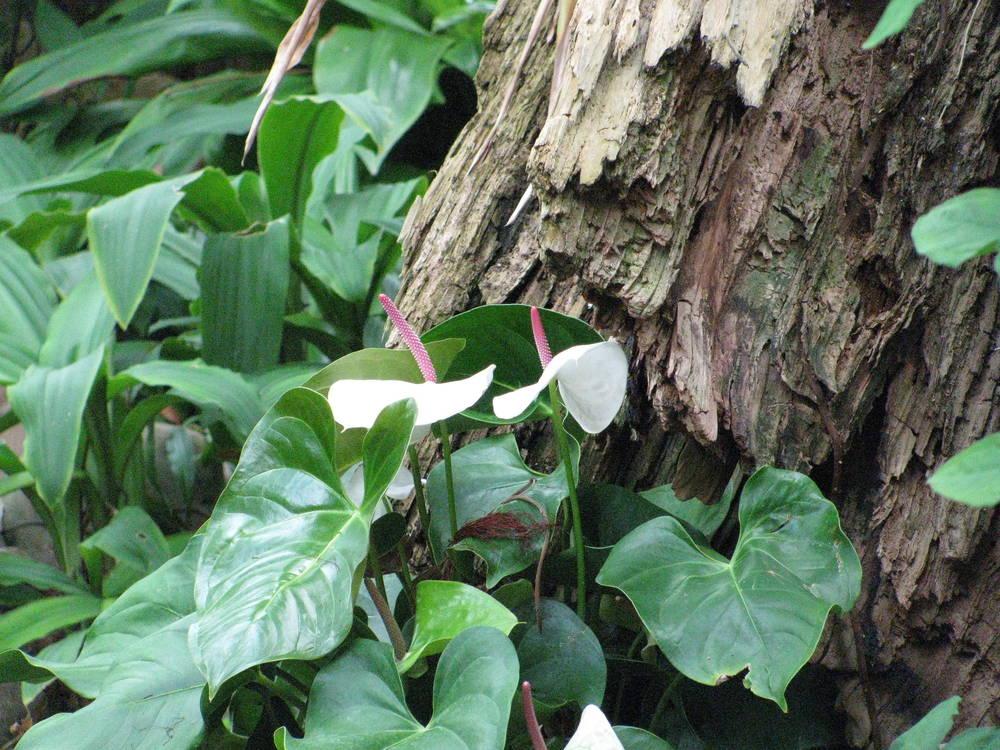 Photo of Anthuriums (Anthurium) uploaded by jmorth