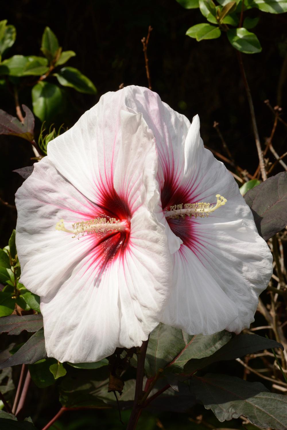 Photo of Hybrid Hardy Hibiscus (Hibiscus 'Kopper King') uploaded by marsrover