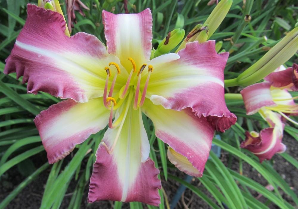 Photo of Daylily (Hemerocallis 'Starring Attraction') uploaded by Sscape