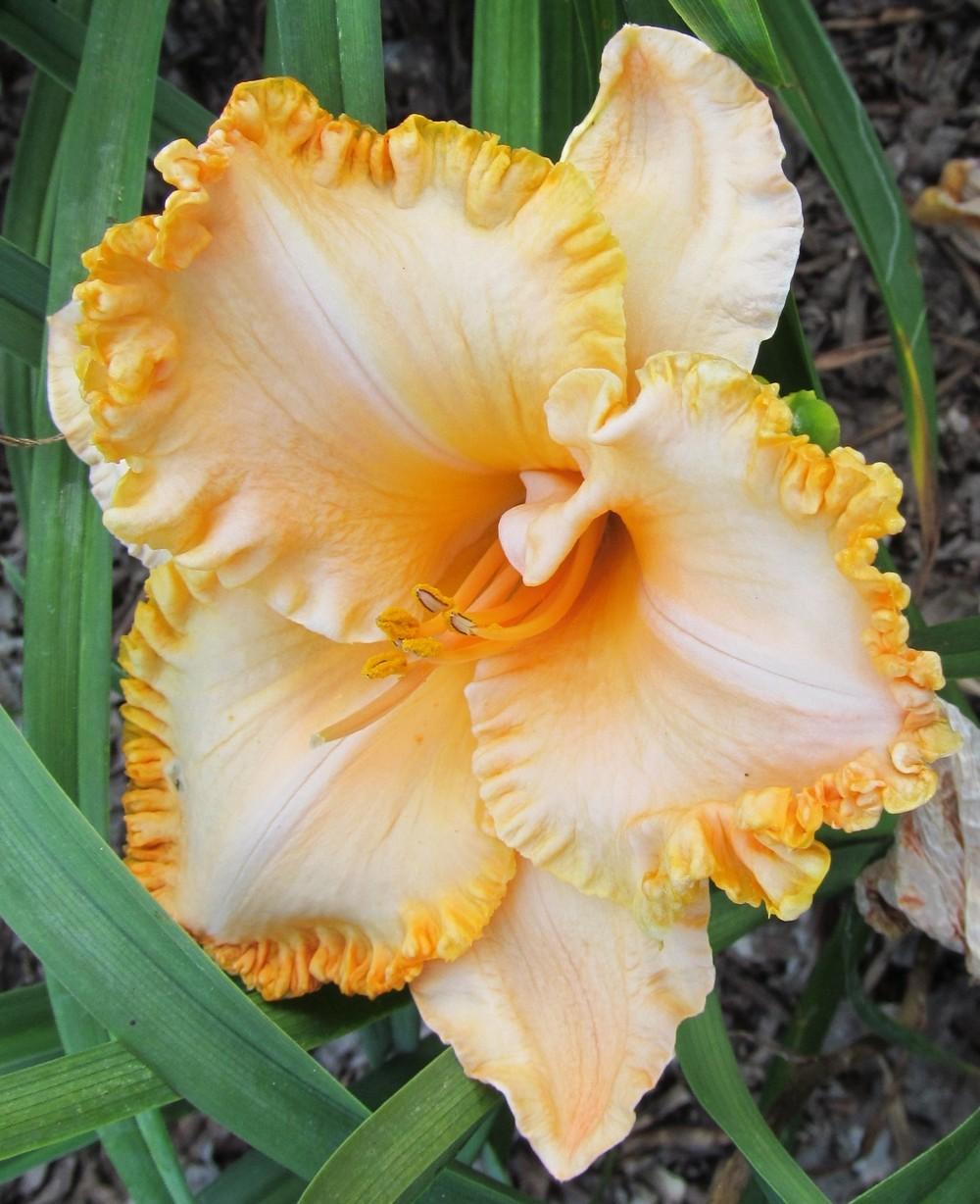 Photo of Daylily (Hemerocallis 'Kindling the Flame') uploaded by Sscape