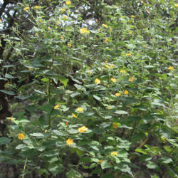 Location: My Yard
Date: 2016-08-27
Plant is now almost 8 ft. tall; blooming profusely.