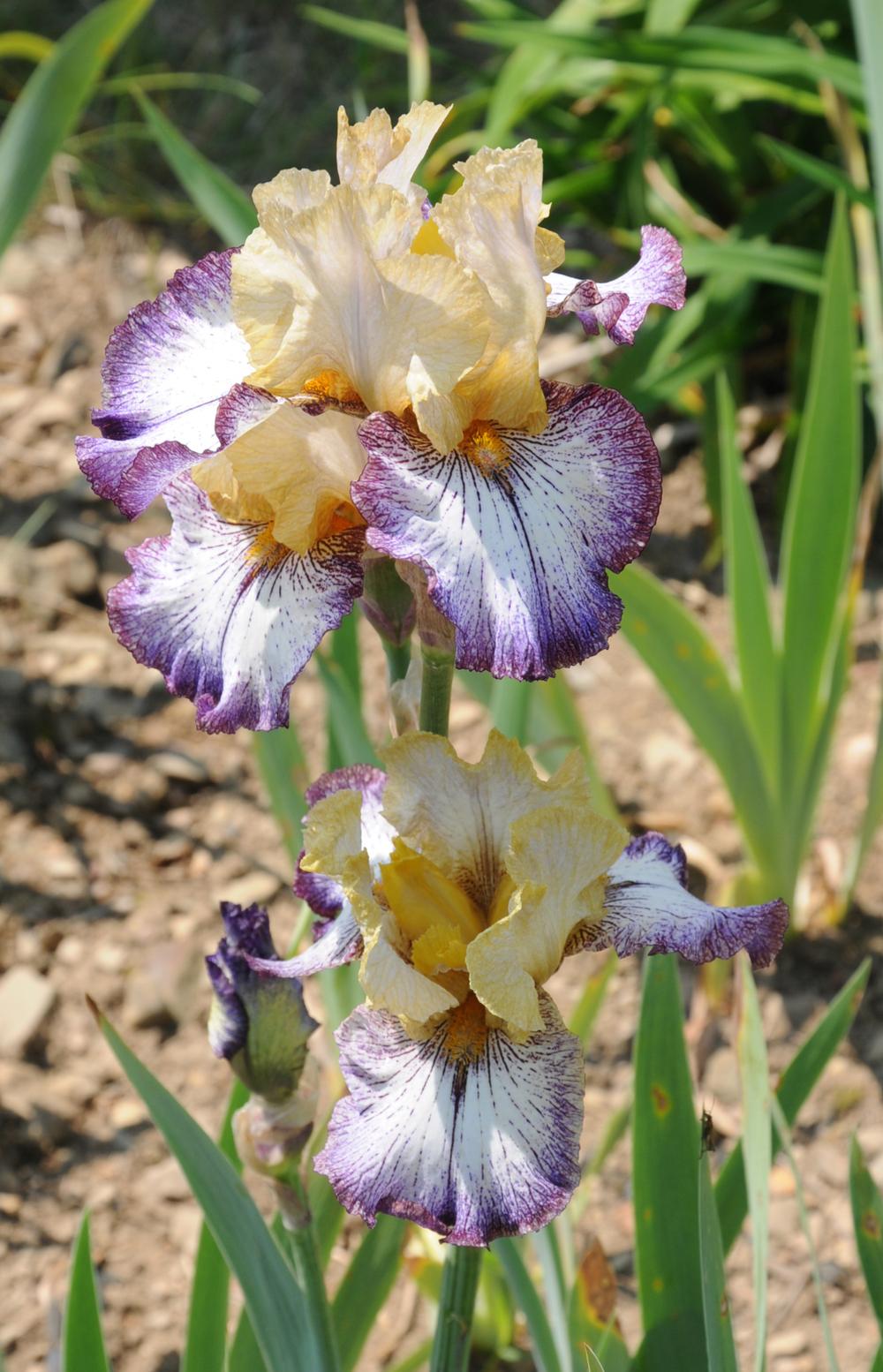 Photo of Tall Bearded Iris (Iris 'Chief John Jolly') uploaded by Islandview