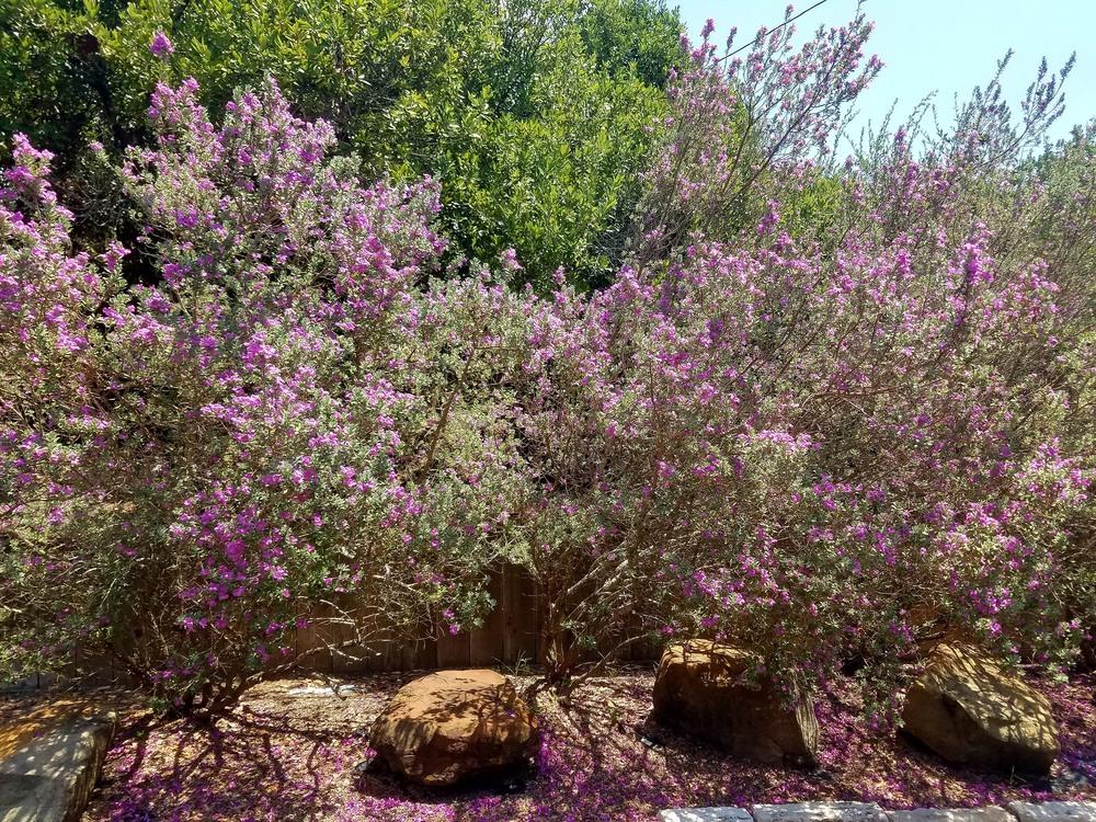 Photo of Texas Sage (Leucophyllum frutescens) uploaded by JamesAcclaims