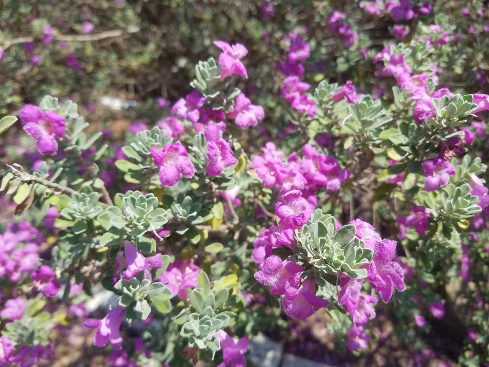 Photo of Texas Sage (Leucophyllum frutescens) uploaded by JamesAcclaims