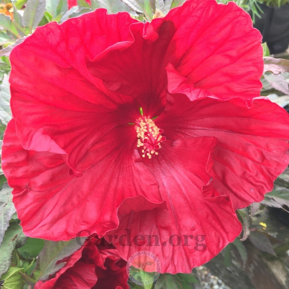 Photo of Hybrid Hardy Hibiscus (Hibiscus Summerific™ Cranberry Crush) uploaded by Patty