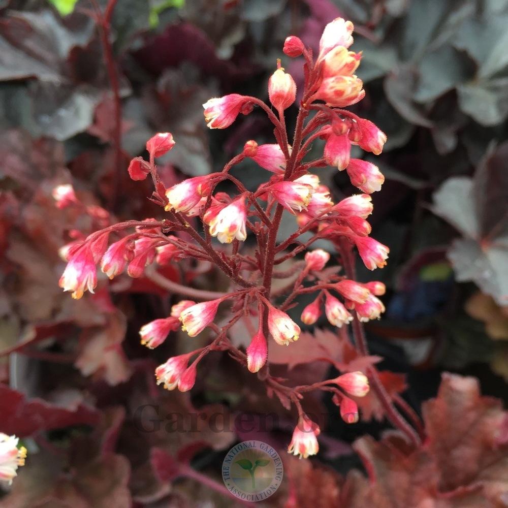 Photo of Coral Bells (Heuchera 'Fire Chief') uploaded by Patty
