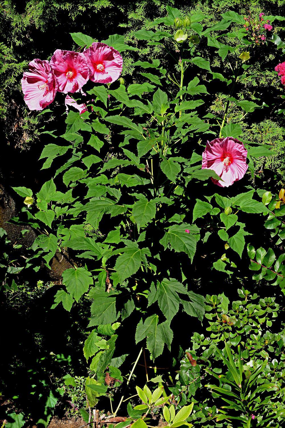 Photo of Hybrid Hardy Hibiscus (Hibiscus 'Fantasia') uploaded by marsrover
