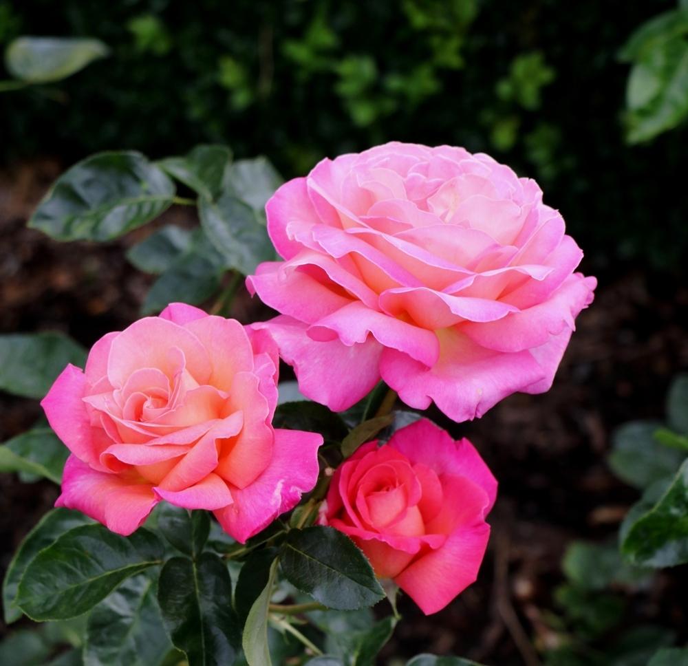 Photo of Rose (Rosa 'Chicago Peace') uploaded by skylark